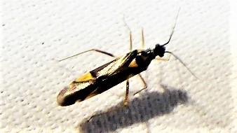Réf. 302 908 : Cyllecoris histrionius