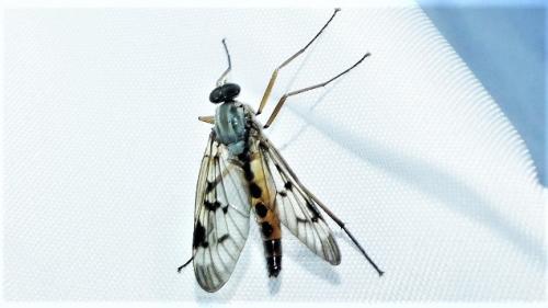 Réf. 302 994 : Rhagio scolopaceus