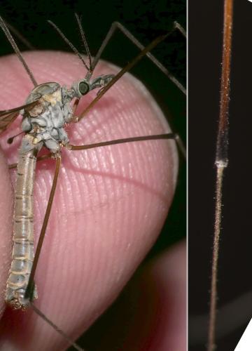 Réf. 302 664 : Tipula pseudovariipennis