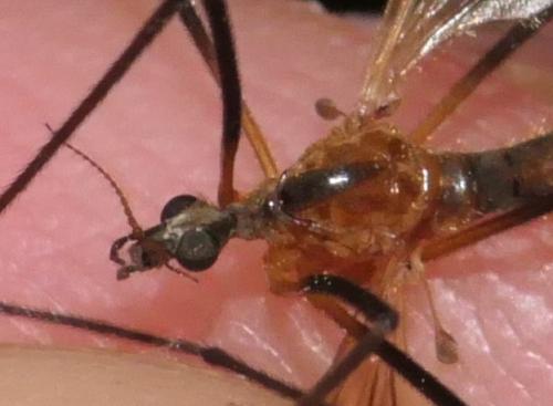 Euphylidorea dispar