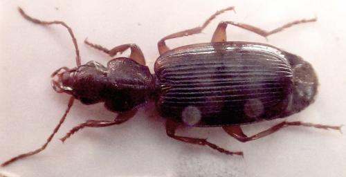Réf. 302 427 : Cymindis cingulata