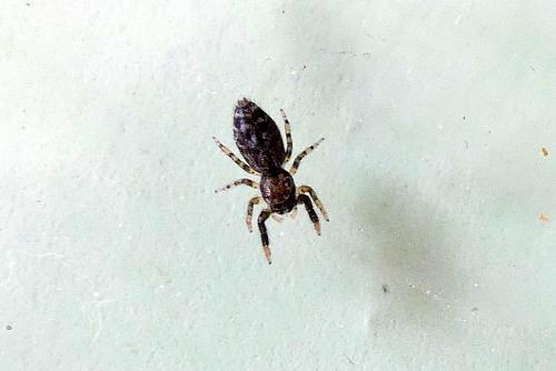 Marpissa muscosa