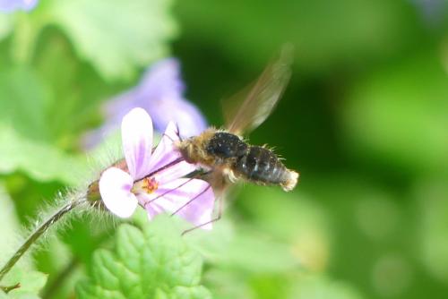 Bombylius sp.