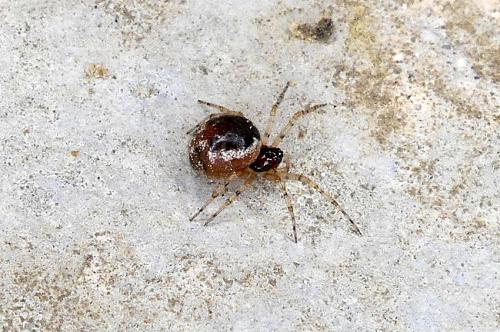 Sardinidion blackwalli