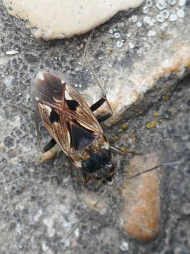 Réf. 302 777 : Rhyparochromus vulgaris