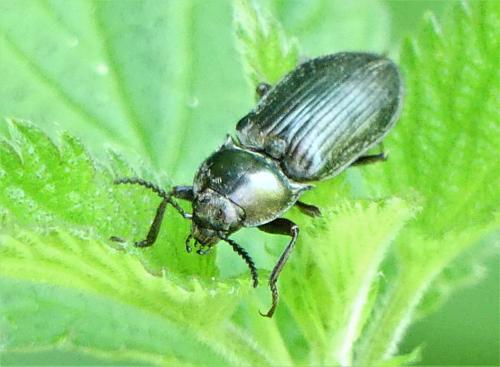 Selatosomus latus