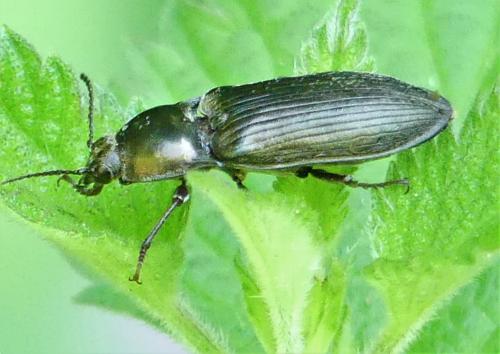 Selatosomus latus