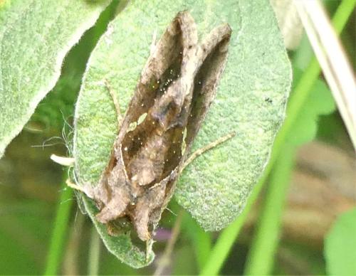 Réf. 302 338 : Plusiinae inconnu