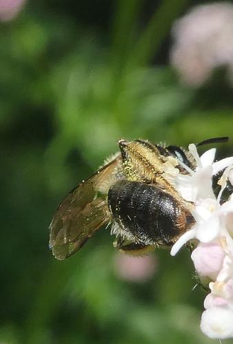 Andrena sp.