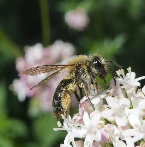 Andrena sp.