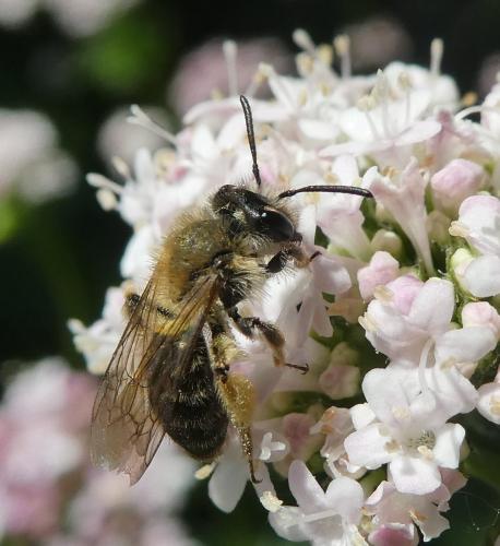 Réf. 302 084 : Andrena sp.
