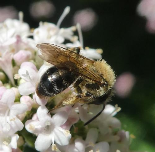 Andrena sp.