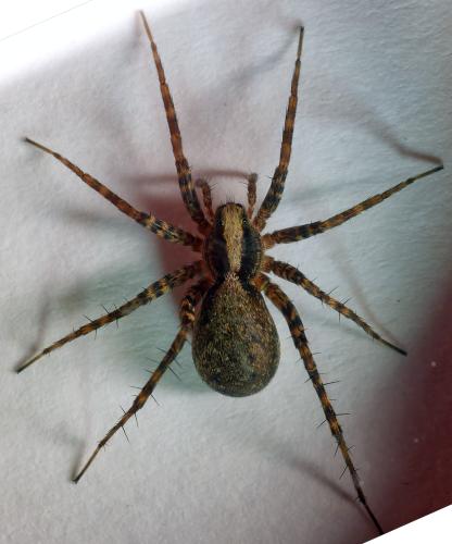 Réf. 302 016 : Pardosa sp.