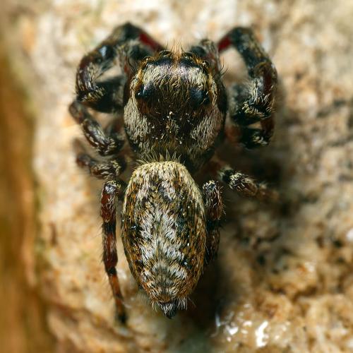 Macaroeris nidicolens