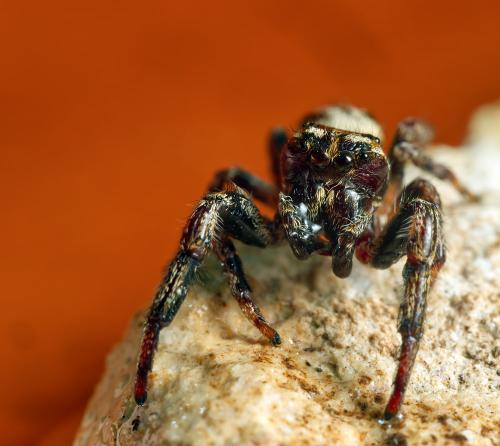 Macaroeris nidicolens