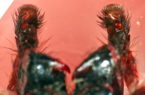 Macaroeris nidicolens