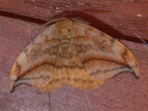Drepana curvatula