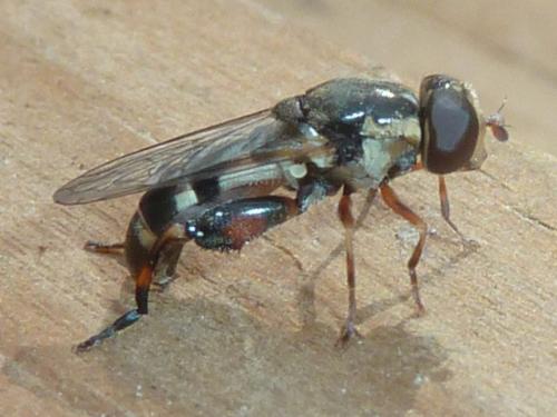 Réf. 302 788 : Syritta pipiens