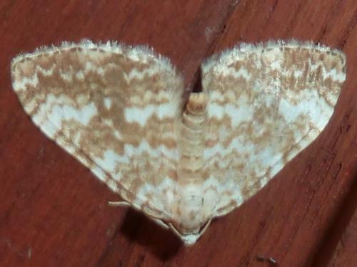 Réf. 302 891 : Perizoma flavofasciata