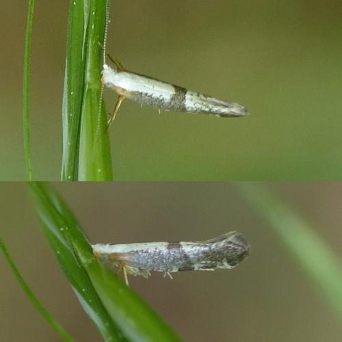 Argyresthia spinosella