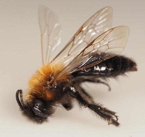 Réf. 302 539 : Andrena thoracica
