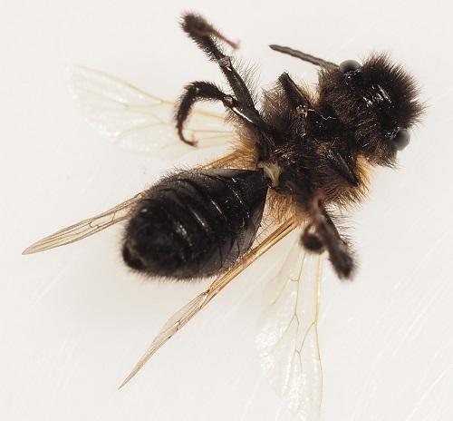 Réf. 302 540 : Andrena thoracica