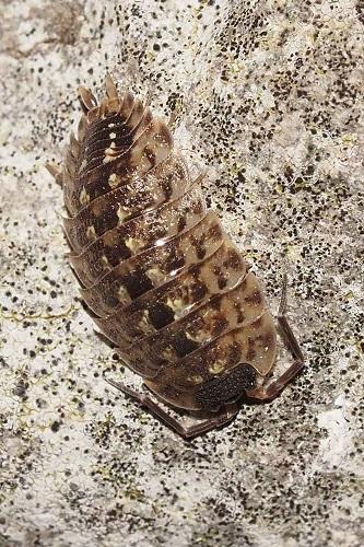 Réf. 302 501 : Porcellio spinicornis