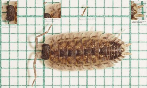 Réf. 302 504 : Porcellio spinicornis
