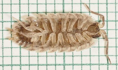 Réf. 302 502 : Porcellio spinicornis