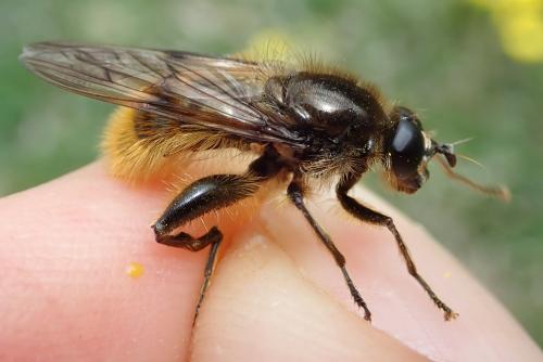 Brachypalpus chrysites