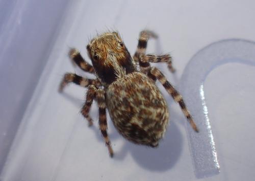 Réf. 302 824 : Pseudeuophrys erratica