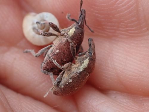 Réf. 302 030 : Larinus maurus