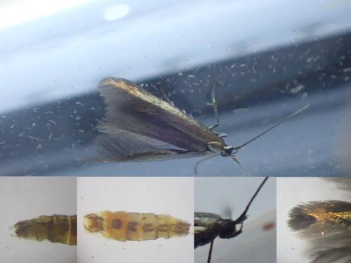Coleophora sp.