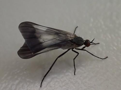 Rhamphomyia marginata