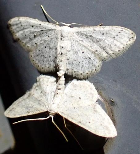 Réf. 302 519 : Idaea seriata