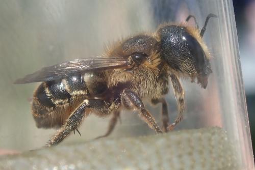 Réf. 302 251 : Osmia dimidiata