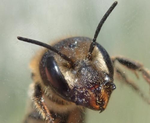 Réf. 302 253 : Osmia dimidiata