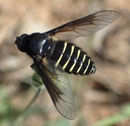 Réf. 302 254 : Lomatia sp.
