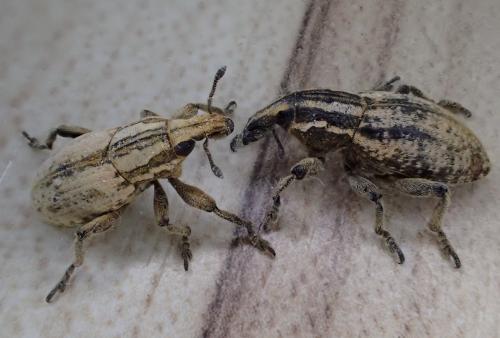 Pseudocleonus cinereus