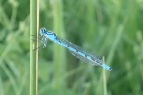 Enallagma cyathigerum