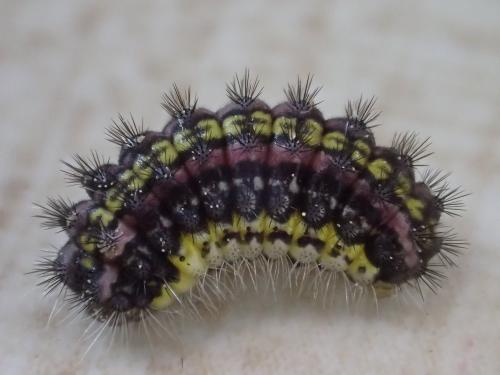 Aglaope infausta