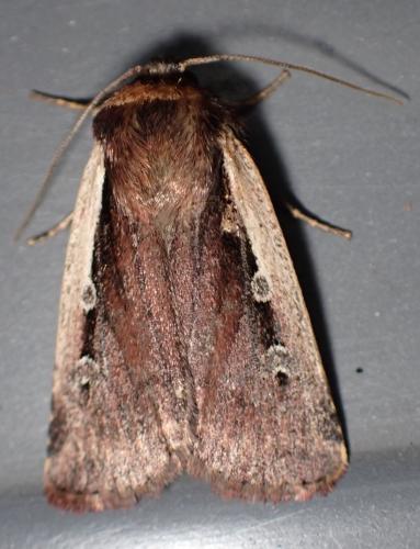 Réf. 302 787 : Ochropleura plecta