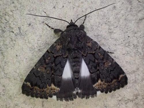 Réf. 302 830 : Catephia alchymista