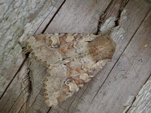 Réf. 302 831 : Apamea sordens