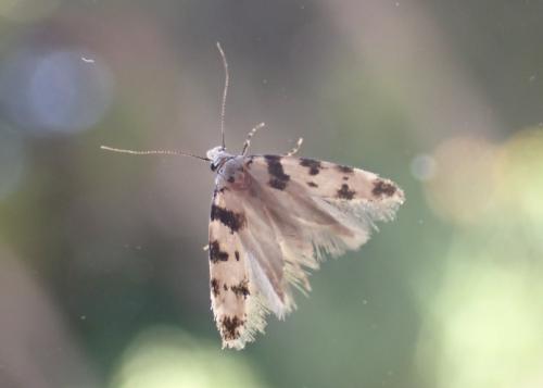 Réf. 302 704 : Pseudotelphusa scalella