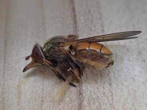 Réf. 302 828 : Rhingia campestris