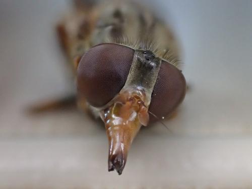 Réf. 302 826 : Rhingia campestris