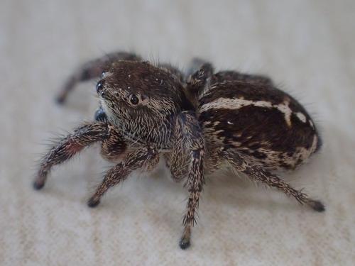 Pellenes tripunctatus