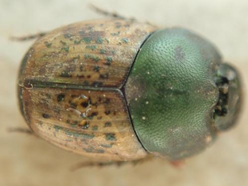 Réf. 302 975 : Onthophagus vacca