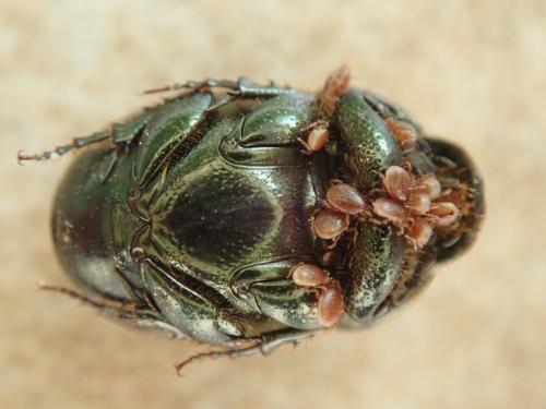 Réf. 302 976 : Onthophagus vacca